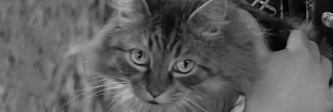 The Adventures of Robin Hood – “The Final Tax”