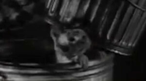 Checkmate – “Death Runs Wild”