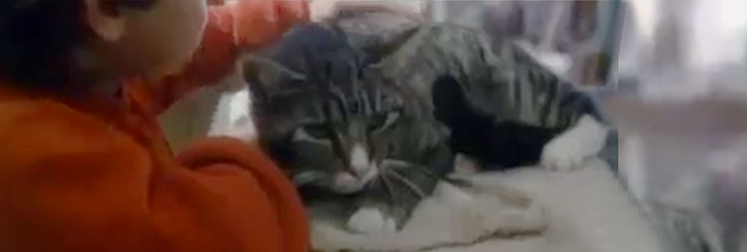 Stamp of a Killer (1987)