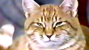 The Girl on the Late, Late Show (1974)