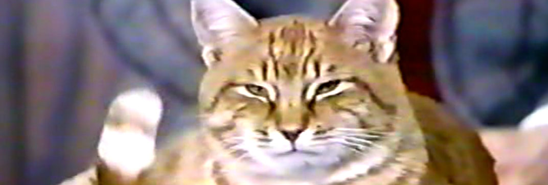 The Girl on the Late, Late Show (1974)