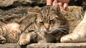 The Horseman on the Roof (1995)