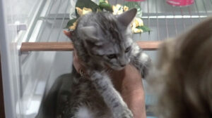 Love at First Bite (1979)