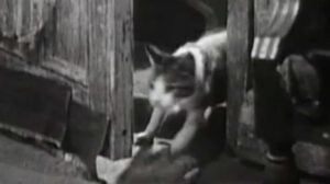 Mrs. Wiggs of the Cabbage Patch (1934)