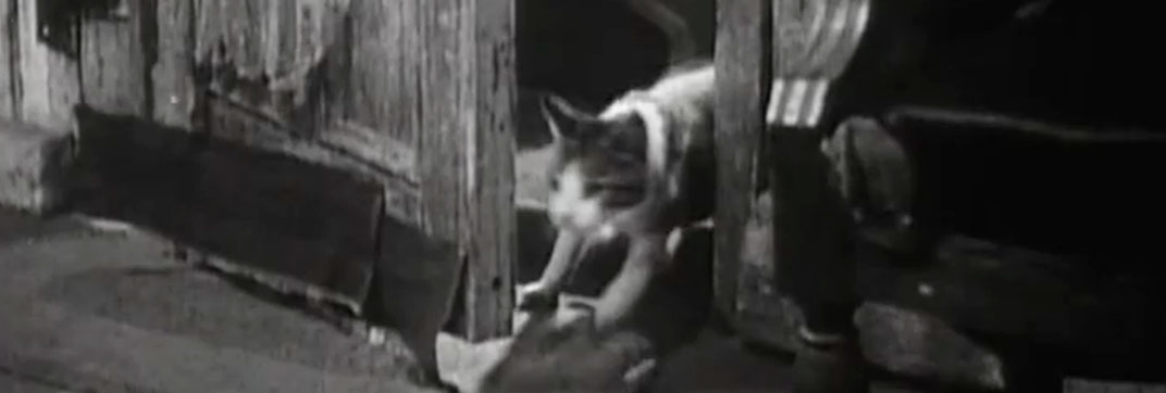 Mrs. Wiggs of the Cabbage Patch (1934)