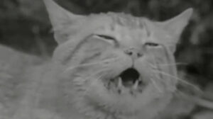 The Munsters – “Herman, Coach of the Year”