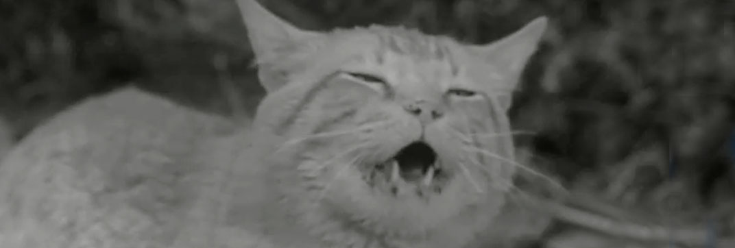 The Munsters – “Herman, Coach of the Year”