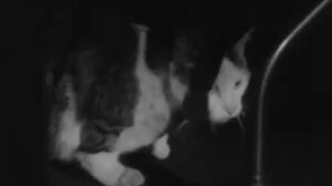 Night Watchman (1949)