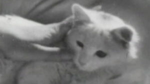 En stilla flirt (1934)