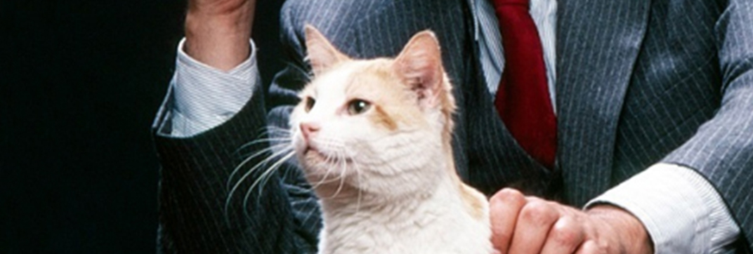 Waldo Kitty: Star of Saturday Morning and Prime Time