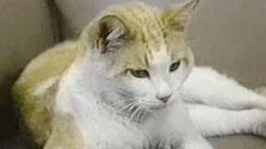 Eischied – “The U.N. Connection”