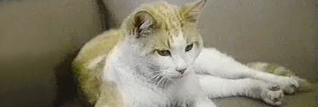 Eischied – “The U.N. Connection”