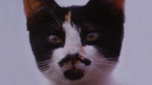 The Enchanted (1984)