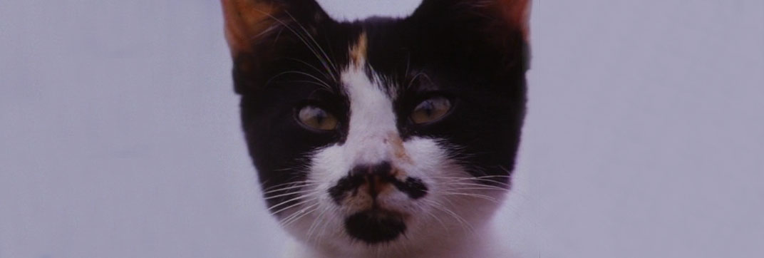 The Enchanted (1984)