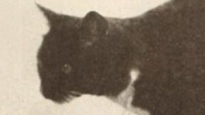 Playing with Gasoline, The Vitagraph Cat