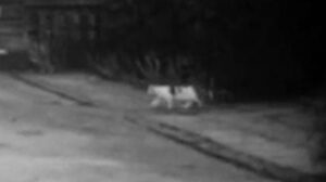 Operation Stogie (1959)