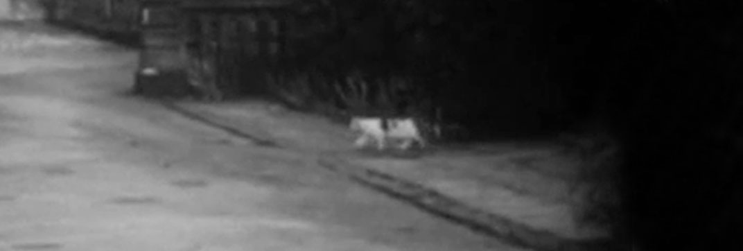 Operation Stogie (1959)