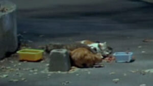 Police Python 357 (1976)