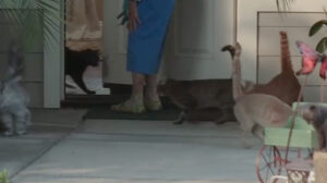 Scouts Guide to the Zombie Apocaylpse (2015)