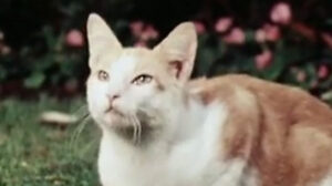 The Secret Lives of Waldo Kitty – “Cat Man”