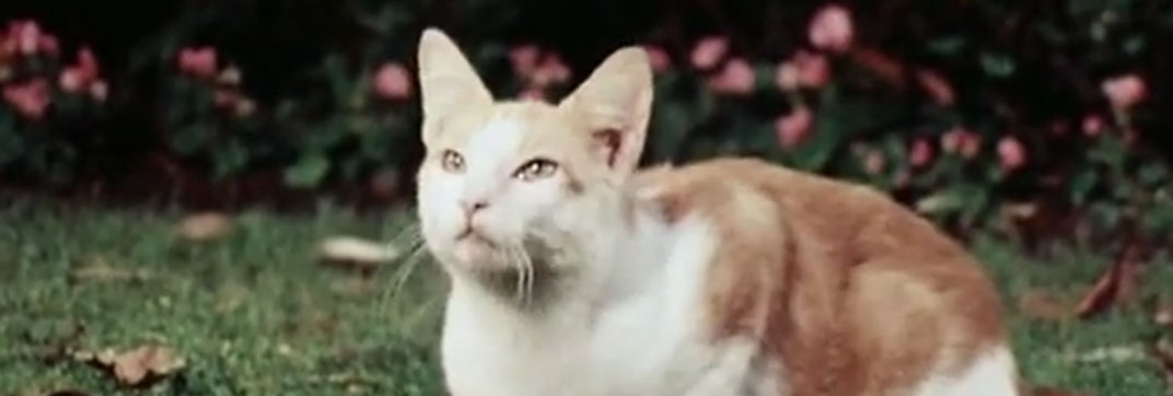 The Secret Lives of Waldo Kitty – “Cat Man”