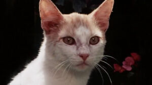 The Secret Lives of Waldo Kitty – “Catzan of the Apes”