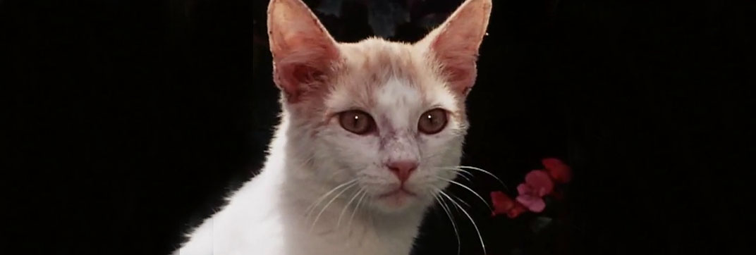 The Secret Lives of Waldo Kitty – “Catzan of the Apes”