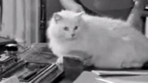 The Spaniard’s Curse (1958)