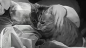 Touchez pas au grisbi (1954)