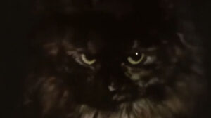 Z Cars – “Background”