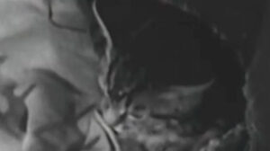 The Adventures of Robin Hood – “The Borrowed Baby”