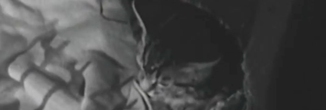 The Adventures of Robin Hood – “The Borrowed Baby”