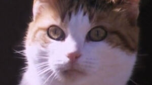 Beautiful Waste (1984)