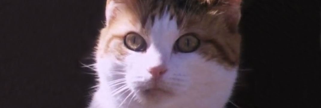 Beautiful Waste (1984)