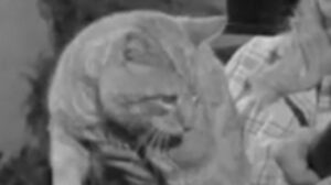 The Beverly Hillbillies – “The Big Bank Battle”