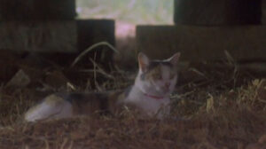 Children of the Corn II: The Final Sacrifice (1992)