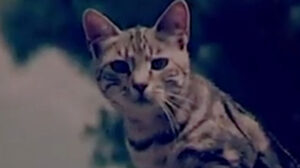 Confidenze di un gatto (1953)