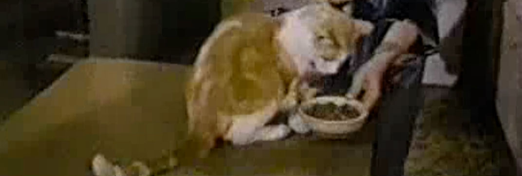 Eischied – “Angels of Terror”