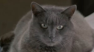 Face the Music (1993)