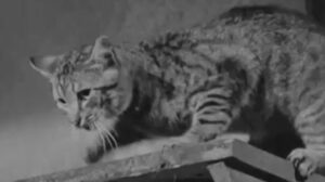 The Fool Killer (1965)