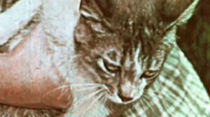 Kathy’s Kitten (1955)