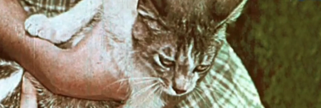 Kathy’s Kitten (1955)