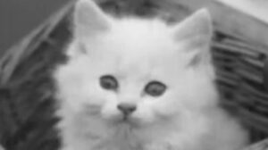 Kittens in a Basket (1937)