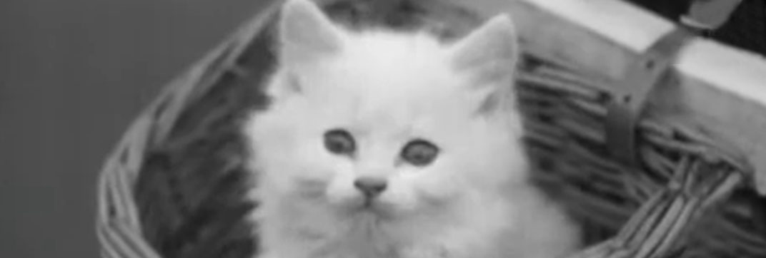 Kittens in a Basket (1937)