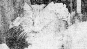 Leo Paxton, Taking it to the Bank