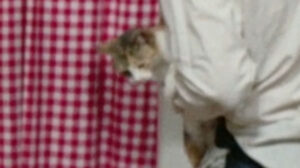 The Police Are Blundering in the Dark (1975)