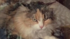 The Rockford Files – “Sticks and Stones May Break Your Bones, But Waterbury Will Bury You”