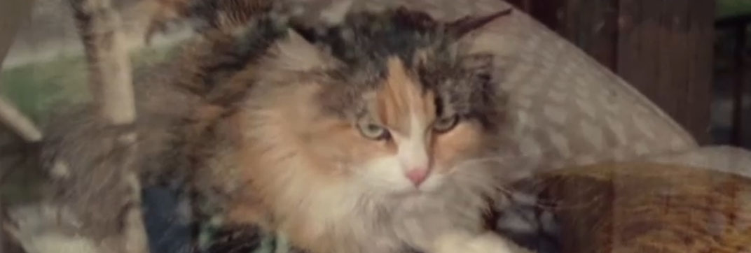 The Rockford Files – “Sticks and Stones May Break Your Bones, But Waterbury Will Bury You”