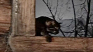 Ruslan i Lyudmila (1972)