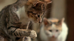 Die Geschichte vom kleinen Muck (1953)